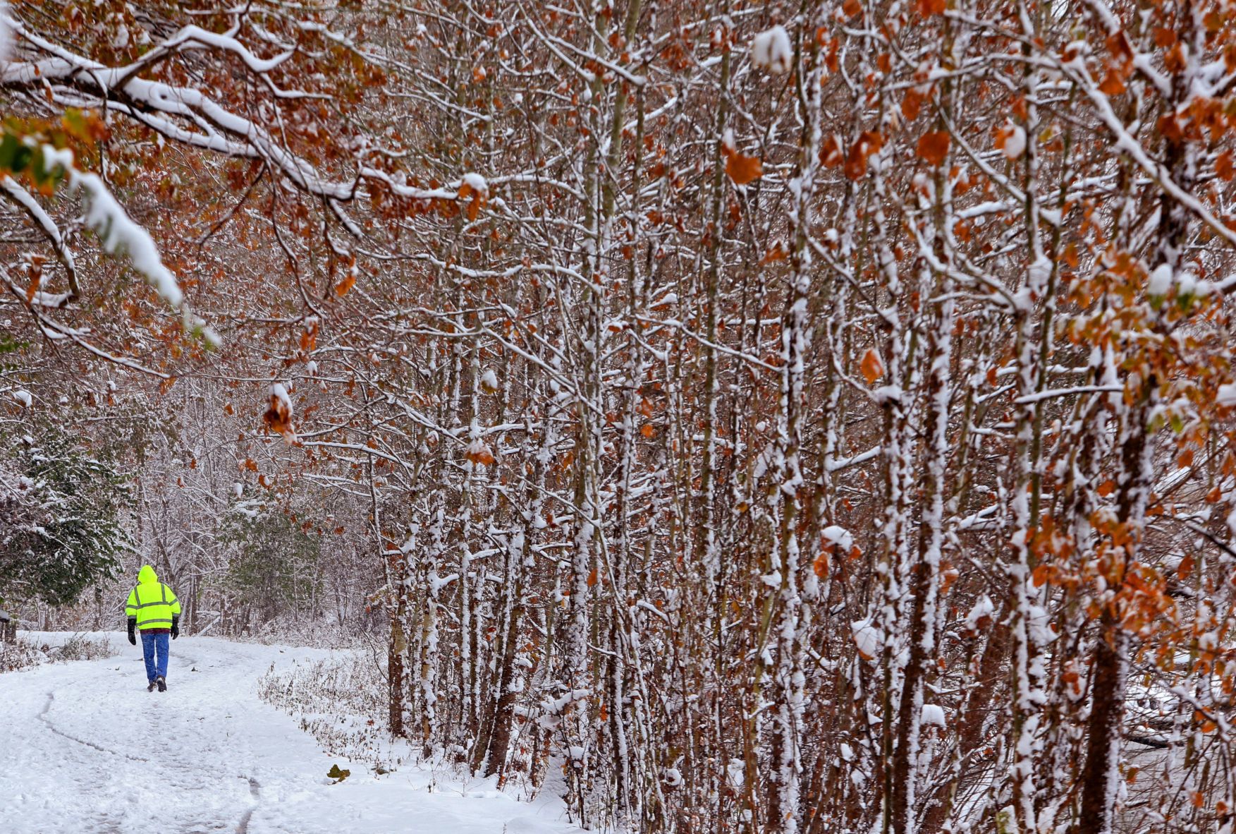 Overnight, morning snowfall blankets St. Louis area